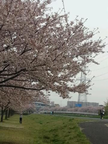 手賀沼遊歩道の桜 名所情報21 千葉県我孫子市 桜開花 名所情報 ウェザーニュース