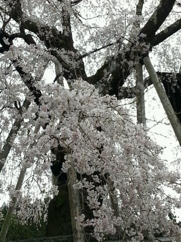 浄福寺のしだれ桜 名所情報21 岐阜県下呂市 桜開花 名所情報 ウェザーニュース