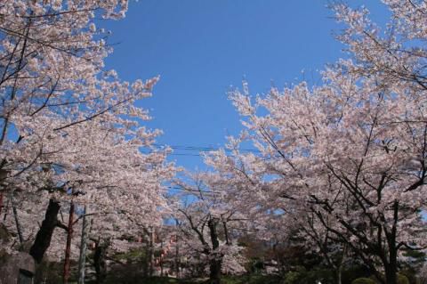 霞ヶ城公園の桜 名所情報21 福島県二本松市 桜開花 名所情報 ウェザーニュース