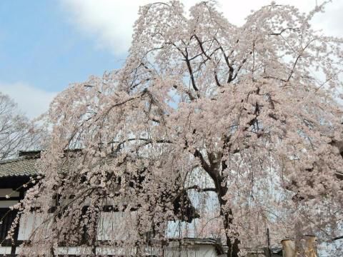 小諸城址懐古園の桜 名所情報21 長野県小諸市 桜開花 名所情報 ウェザーニュース