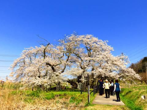 石部桜 名所情報 福島県会津若松市 桜開花 名所情報 ウェザーニュース