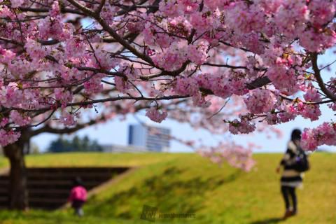城山公園 小山市 の花見 桜情報 22年 ウェザーニュース