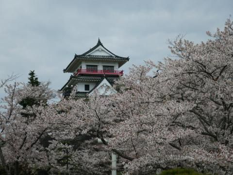 涌谷城址 城山公園の桜 名所情報21 宮城県遠田郡涌谷町 桜開花 名所情報 ウェザーニュース