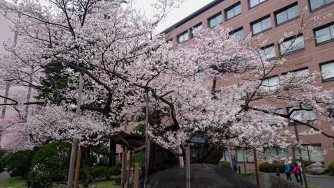 石割桜