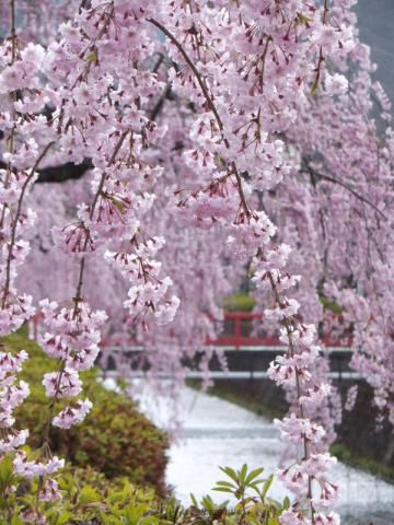 倉津川枝垂桜