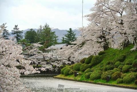 松が岬公園の桜 名所情報21 山形県米沢市 桜開花 名所情報 ウェザーニュース