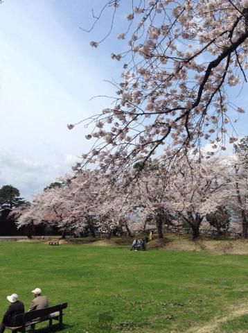 真人公園の桜 名所情報21 秋田県横手市 桜開花 名所情報 ウェザーニュース