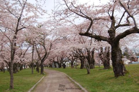 青葉ヶ丘公園の桜 名所情報21 北海道茅部郡森町 桜開花 名所情報 ウェザーニュース