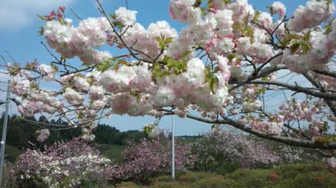 静峰ふるさと公園の桜 名所情報 茨城県那珂市 桜開花 名所情報 ウェザーニュース