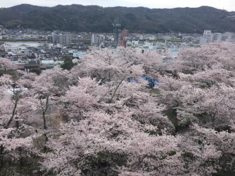 津山城 鶴山公園 の桜 名所情報21 岡山県津山市 桜開花 名所情報 ウェザーニュース