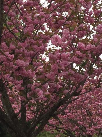 小丸山城址公園の桜 名所情報21 石川県七尾市 桜開花 名所情報 ウェザーニュース