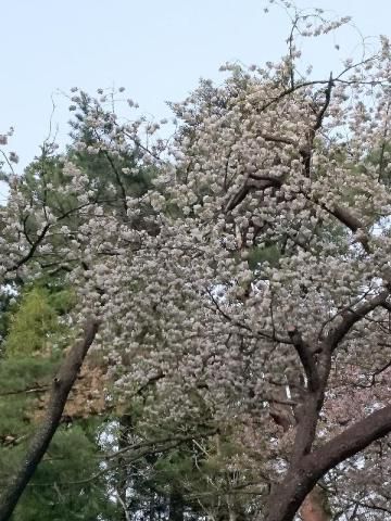 大鹿桜 名所情報21 福島県耶麻郡猪苗代町 桜開花 名所情報 ウェザーニュース