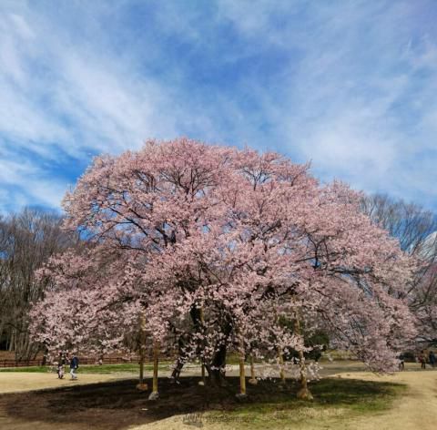 天平の丘公園の桜 名所情報21 栃木県下野市 桜開花 名所情報 ウェザーニュース