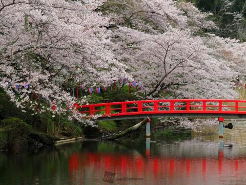 茂原公園の桜 名所情報21 千葉県茂原市 桜開花 名所情報 ウェザーニュース