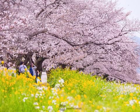 佐奈川堤の桜 名所情報 愛知県豊川市 桜開花 名所情報 ウェザーニュース