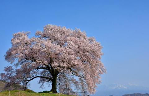 わに塚のサクラ 名所情報21 山梨県韮崎市 桜開花 名所情報 ウェザーニュース