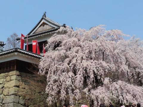 上田城跡公園の桜 名所情報21 長野県上田市 桜開花 名所情報 ウェザーニュース