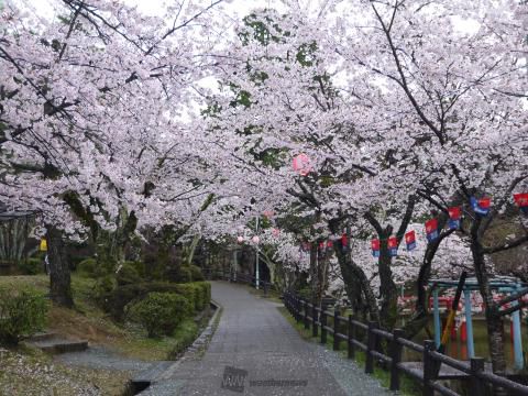 津偕楽公園の桜 名所情報21 三重県津市 桜開花 名所情報 ウェザーニュース