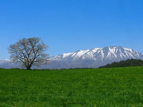 小岩井農場