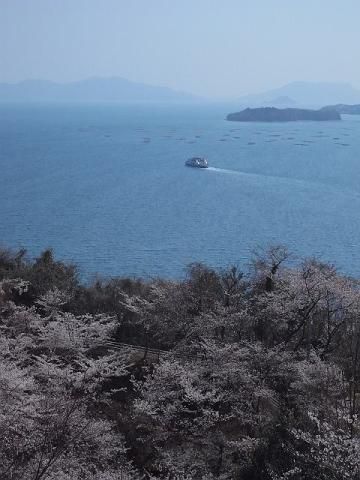 安芸津正福寺山公園の桜 名所情報21 広島県東広島市 桜開花 名所情報 ウェザーニュース