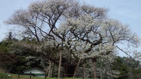 三隅大平桜 名所情報 島根県浜田市 桜開花 名所情報 ウェザーニュース