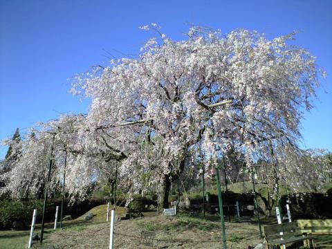 丸岡公園の桜 名所情報 鹿児島県霧島市 桜開花 名所情報 ウェザーニュース