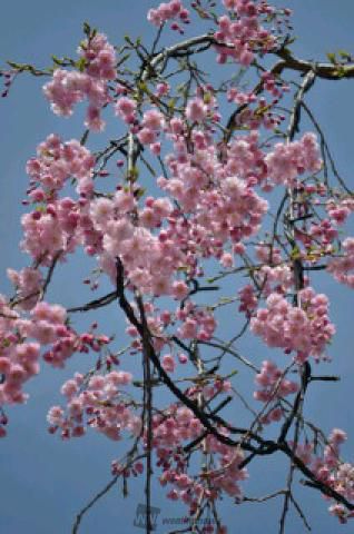 飯山白山森林公園桜の広場の花見 桜情報 22年 ウェザーニュース