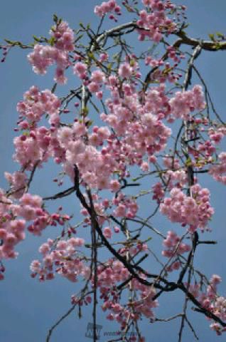 箱根強羅公園の桜 名所情報 神奈川県足柄下郡箱根町 桜開花 名所情報 ウェザーニュース