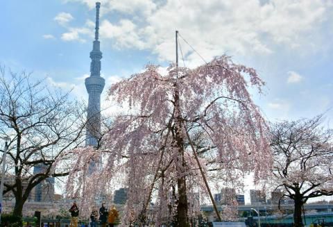 隅田公園の桜 名所情報21 東京都台東区 桜開花 名所情報 ウェザーニュース