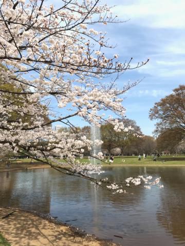 代々木公園の花見 桜情報 22年 ウェザーニュース