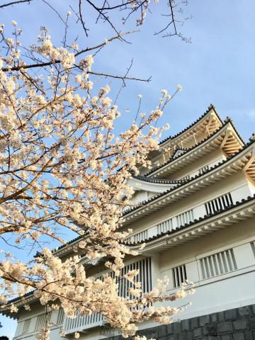 亥鼻公園の花見 桜情報 22年 ウェザーニュース