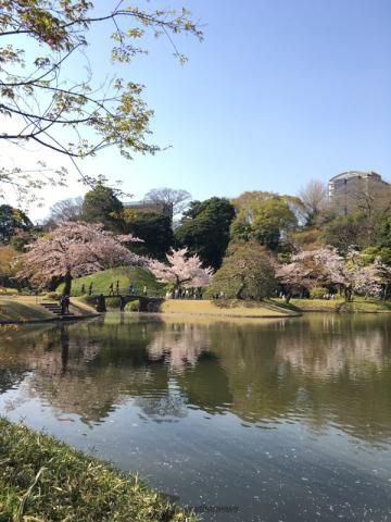 小石川後楽園(ソメイヨシノ) 名所情報2021｜東京都文京区 桜開花・名所 