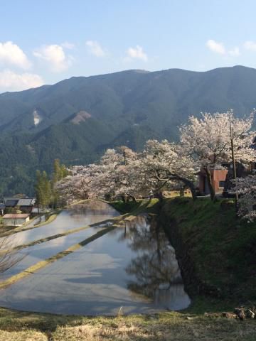 湯の山温泉の花見 桜情報 22年 ウェザーニュース