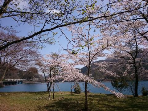 奥多摩湖の桜 名所情報21 桜開花 名所情報 ウェザーニュース