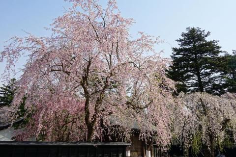 桜 まつり 角館