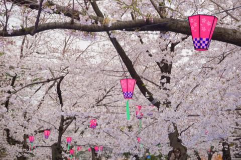 鶴舞公園の花見 桜情報 22年 ウェザーニュース