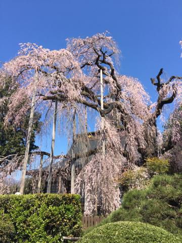 慈雲寺の桜 名所情報21 山梨県甲州市 桜開花 名所情報 ウェザーニュース