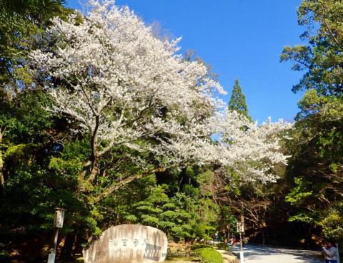 伊勢神宮 内宮 の桜 名所情報21 三重県伊勢市 桜開花 名所情報 ウェザーニュース