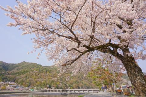 開花 予想 2021 京都 桜 京都で史上最速の桜開花宣言！満開予想は3月23日（火曜日）頃です