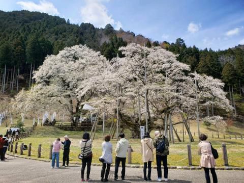 長良川堤 岐阜公園の桜の花見 桜情報 22年 ウェザーニュース