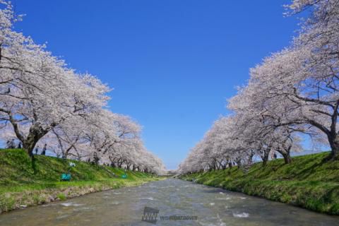 舟川べりの桜 名所情報21 富山県下新川郡朝日町 桜開花 名所情報 ウェザーニュース