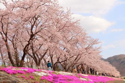 河口湖北岸円形ホール付近の桜 名所情報21 山梨県南都留郡富士河口湖町 桜開花 名所情報 ウェザーニュース