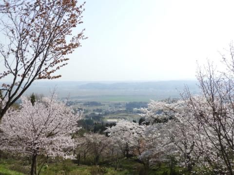 西行桜の森 名所情報21 岩手県西磐井郡平泉町 桜開花 名所情報 ウェザーニュース