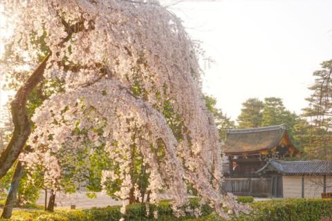 京都御苑 イトザクラ の花見 桜情報 22年 ウェザーニュース