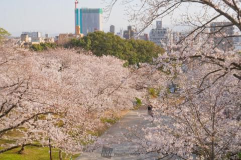 西公園の花見 桜情報 23年 ウェザーニュース