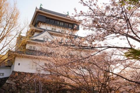 福岡の花見 桜名所 22年 ウェザーニュース