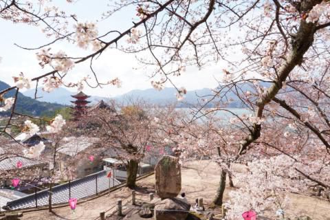 宮島の花見 桜情報 22年 ウェザーニュース