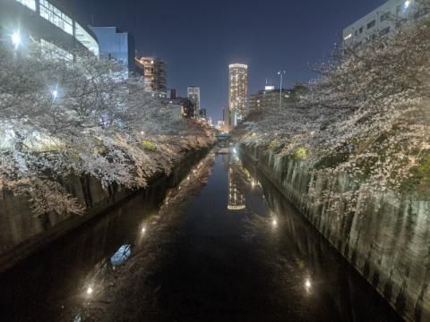 東京の花見 桜名所 22年 ウェザーニュース