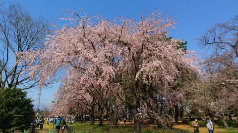 敷島公園の花見 桜情報 22年 ウェザーニュース