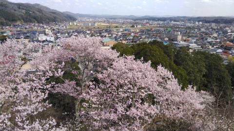 尾関山公園の花見 桜情報 22年 ウェザーニュース